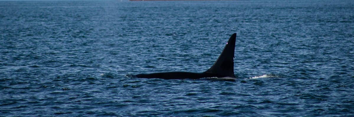 Orca Dorsal Fin